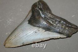 MEGALODON Fossil Giant Sharks Teeth Ocean No Repair 5.98 HUGE BEAUTIFUL TOOTH