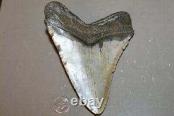MEGALODON Fossil Giant Sharks Teeth Ocean No Repair 5.98 HUGE BEAUTIFUL TOOTH
