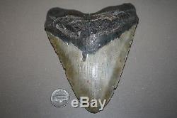 MEGALODON Fossil Giant Sharks Teeth Ocean No Repair 5.99 HUGE BEAUTIFUL TOOTH