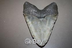MEGALODON Fossil Giant Sharks Teeth Ocean No Repair 5.99 HUGE BEAUTIFUL TOOTH