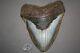 Megalodon Fossil Giant Sharks Teeth Ocean No Repair 6.02 Huge Beautiful Tooth