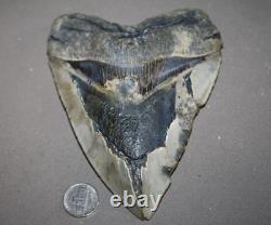 MEGALODON Fossil Giant Sharks Teeth Ocean No Repair 6.02 HUGE BEAUTIFUL TOOTH