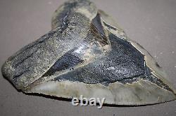 MEGALODON Fossil Giant Sharks Teeth Ocean No Repair 6.02 HUGE BEAUTIFUL TOOTH