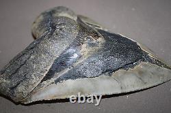 MEGALODON Fossil Giant Sharks Teeth Ocean No Repair 6.02 HUGE BEAUTIFUL TOOTH