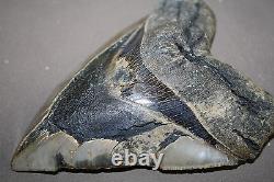 MEGALODON Fossil Giant Sharks Teeth Ocean No Repair 6.02 HUGE BEAUTIFUL TOOTH