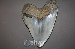 MEGALODON Fossil Giant Sharks Teeth Ocean No Repair 6.02 HUGE BEAUTIFUL TOOTH