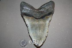 MEGALODON Fossil Giant Sharks Teeth Ocean No Repair 6.02 HUGE BEAUTIFUL TOOTH
