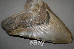 MEGALODON Fossil Giant Sharks Teeth Ocean No Repair 6.03 HUGE BEAUTIFUL TOOTH