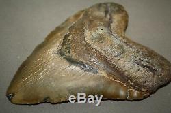 MEGALODON Fossil Giant Sharks Teeth Ocean No Repair 6.03 HUGE BEAUTIFUL TOOTH