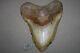 Megalodon Fossil Giant Sharks Teeth Ocean No Repair 6.06 Huge Beautiful Tooth