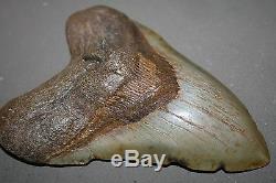 MEGALODON Fossil Giant Sharks Teeth Ocean No Repair 6.06 HUGE BEAUTIFUL TOOTH