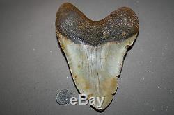 MEGALODON Fossil Giant Sharks Teeth Ocean No Repair 6.06 HUGE BEAUTIFUL TOOTH
