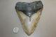 Megalodon Fossil Giant Sharks Teeth Ocean No Repair 6.10 Huge Beautiful Tooth
