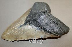 MEGALODON Fossil Giant Sharks Teeth Ocean No Repair 6.10 HUGE BEAUTIFUL TOOTH
