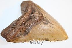 MEGALODON Fossil Giant Sharks Teeth Ocean No Repair 6.11 HUGE BEAUTIFUL TOOTH