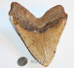 MEGALODON Fossil Giant Sharks Teeth Ocean No Repair 6.11 HUGE BEAUTIFUL TOOTH