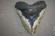 Megalodon Fossil Giant Sharks Teeth Ocean No Repair 6.12 Huge Beautiful Tooth