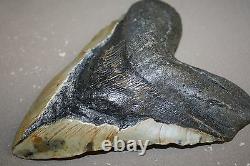MEGALODON Fossil Giant Sharks Teeth Ocean No Repair 6.12 HUGE BEAUTIFUL TOOTH