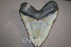 MEGALODON Fossil Giant Sharks Teeth Ocean No Repair 6.12 HUGE BEAUTIFUL TOOTH