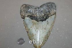 MEGALODON Fossil Giant Sharks Teeth Ocean No Repair 6.16 HUGE BEAUTIFUL TOOTH