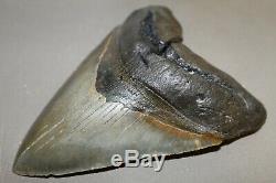 MEGALODON Fossil Giant Sharks Teeth Ocean No Repair 6.18 HUGE COMMERCIAL GRADE