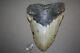 Megalodon Fossil Giant Sharks Teeth Ocean No Repair 6.20 Huge Beautiful Tooth