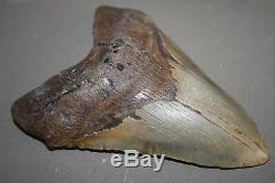 MEGALODON Fossil Giant Sharks Teeth Ocean No Repair 6.20 HUGE BEAUTIFUL TOOTH