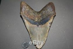 MEGALODON Fossil Giant Sharks Teeth Ocean No Repair 6.20 HUGE BEAUTIFUL TOOTH