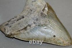MEGALODON Fossil Giant Sharks Teeth Ocean No Repair 6.22 HUGE BEAUTIFUL TOOTH