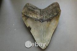 MEGALODON Fossil Giant Sharks Teeth Ocean No Repair 6.22 HUGE BEAUTIFUL TOOTH