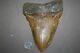 Megalodon Fossil Giant Sharks Teeth Ocean No Repair 6.29 Huge Beautiful Tooth