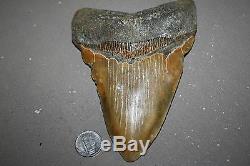 MEGALODON Fossil Giant Sharks Teeth Ocean No Repair 6.29 HUGE BEAUTIFUL TOOTH