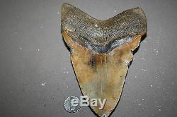 MEGALODON Fossil Giant Sharks Teeth Ocean No Repair 6.29 HUGE BEAUTIFUL TOOTH