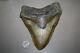 Megalodon Fossil Giant Sharks Teeth Ocean No Repair 6.30 Huge Beautiful Tooth