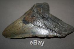 MEGALODON Fossil Giant Sharks Teeth Ocean No Repair 6.30 HUGE BEAUTIFUL TOOTH
