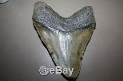 MEGALODON Fossil Giant Sharks Teeth Ocean No Repair 6.30 HUGE BEAUTIFUL TOOTH