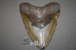 MEGALODON Fossil Giant Sharks Teeth Ocean No Repair 6.31 HUGE BEAUTIFUL TOOTH