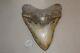 Megalodon Fossil Giant Sharks Teeth Ocean No Repair 6.31 Huge Beautiful Tooth