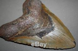 MEGALODON Fossil Giant Sharks Teeth Ocean No Repair 6.31 HUGE BEAUTIFUL TOOTH