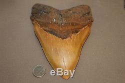 MEGALODON Fossil Giant Sharks Teeth Ocean No Repair 6.33 HUGE BEAUTIFUL TOOTH