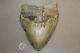 Megalodon Fossil Giant Sharks Teeth Ocean No Repair 6.37 Huge Beautiful Tooth