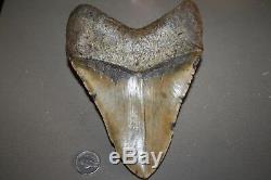 MEGALODON Fossil Giant Sharks Teeth Ocean No Repair 6.37 HUGE BEAUTIFUL TOOTH