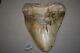 Megalodon Fossil Giant Sharks Teeth Ocean No Repair 6.42 Huge Massive Tooth