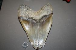 MEGALODON Fossil Giant Sharks Teeth Ocean No Repair 6.42 HUGE MASSIVE TOOTH
