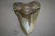 Megalodon Fossil Giant Sharks Teeth Ocean No Repair 6.55 Huge Beautiful Tooth
