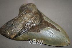 MEGALODON Fossil Giant Sharks Teeth Ocean No Repair 6.55 HUGE BEAUTIFUL TOOTH