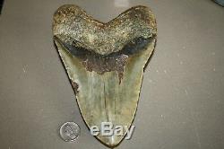 MEGALODON Fossil Giant Sharks Teeth Ocean No Repair 6.55 HUGE BEAUTIFUL TOOTH