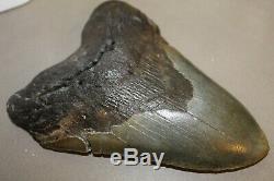 MEGALODON Fossil Giant Sharks Teeth Ocean No Repair 6.65 HUGE BEAUTIFUL TOOTH
