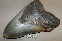 MEGALODON Fossil Giant Sharks Teeth Ocean No Repair 6.65 HUGE BEAUTIFUL TOOTH