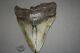 Megalodon Fossil Giant Sharks Teeth Ocean No Repair 6.67 Huge Beautiful Tooth